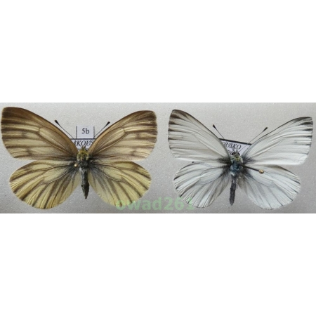 Pieris bryoniae lorkovici Eitschberger, 1984 pair Igen. Austria5b